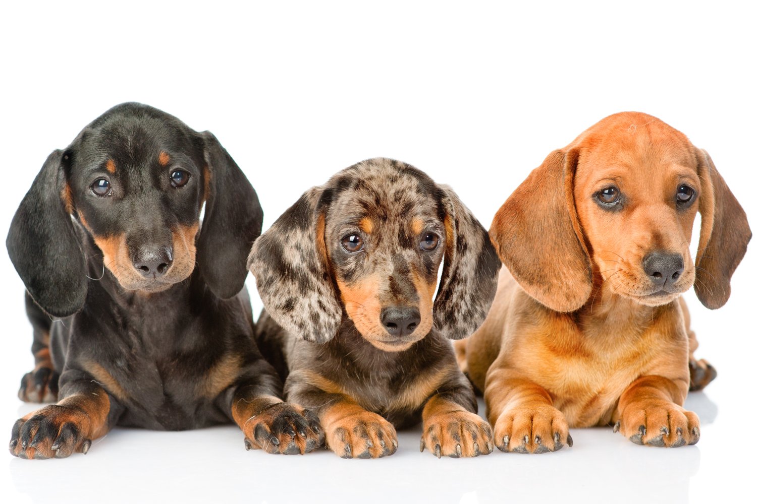 What Colours Can Dachshunds Be I Love Dachshunds