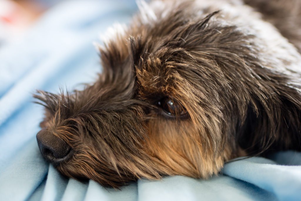 How do I stop my dachshund shedding? Close up of wire-haired dachshunds furry head