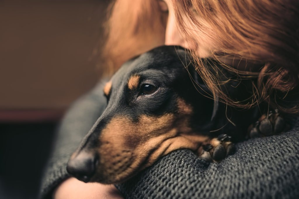 Are Dachshunds Loyal to One Person? Dachshund being cuddled by his owner