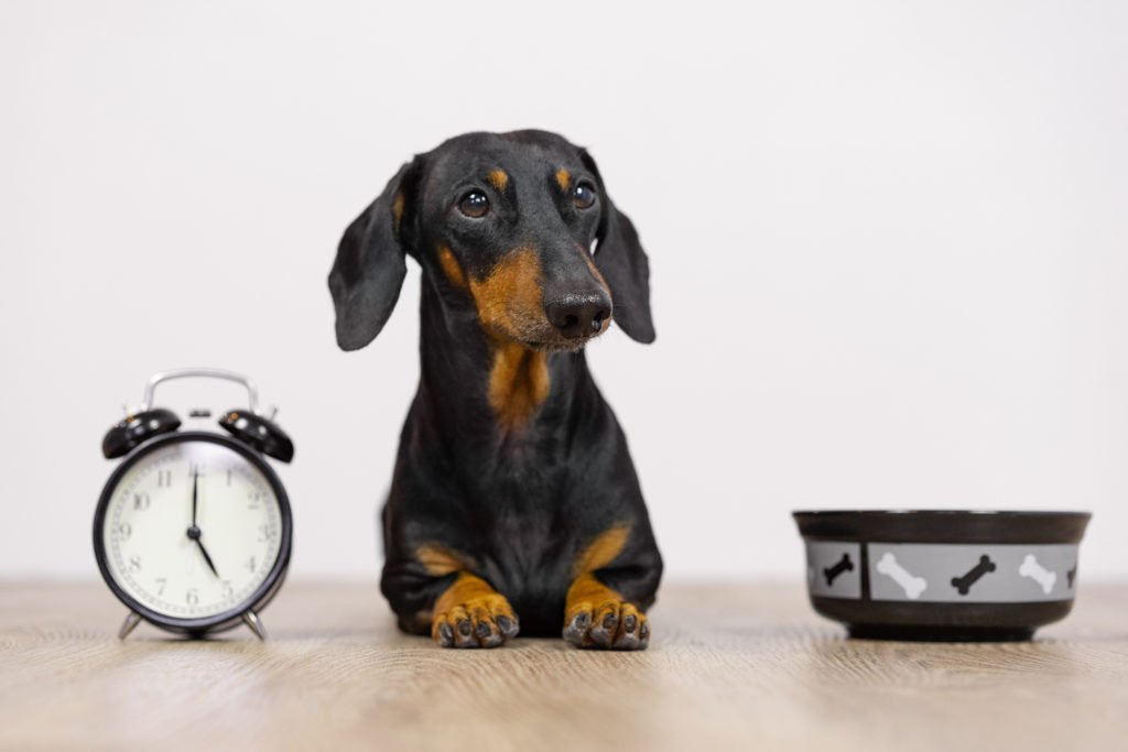 What time should you feed a dachshund? A dachshund sat next to a clock and a dog bowl waiting for dinner