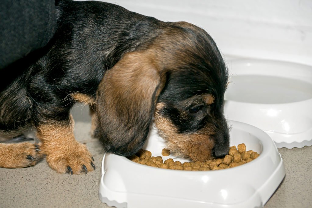 Dachshund puppy eating food from his bowl
