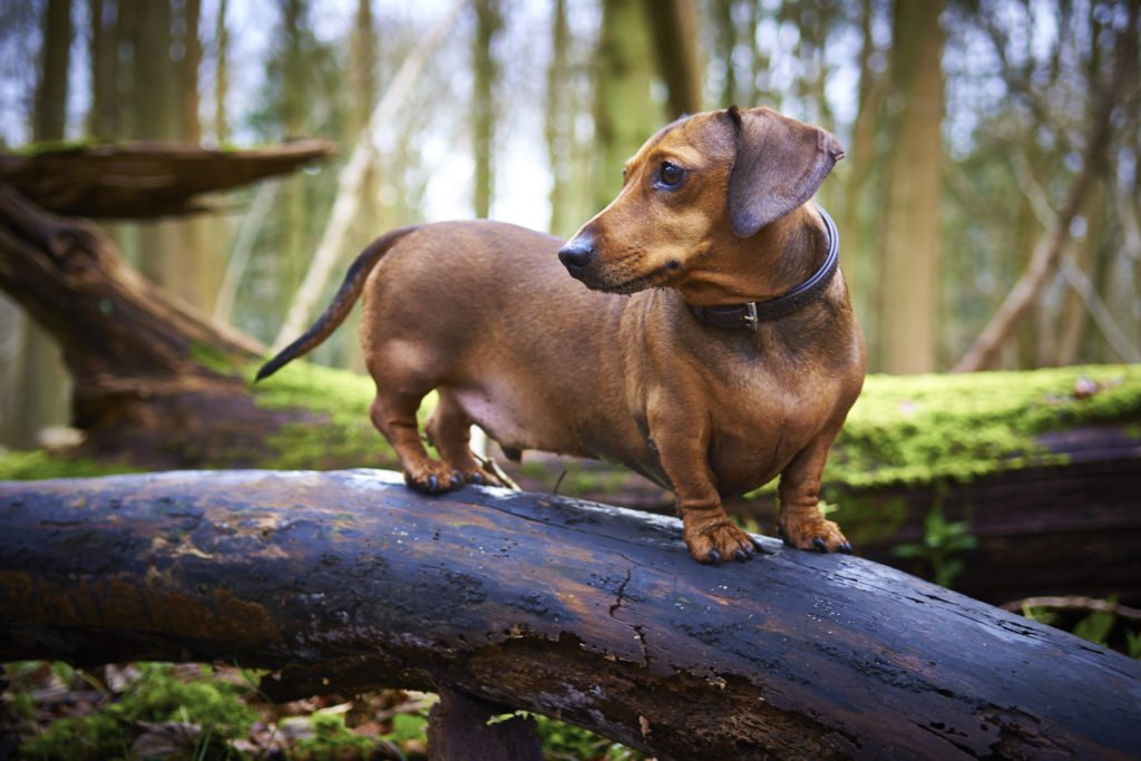How To Care For a Dachshund’s Back. Dachshund on a walk in the woods and standing on a fallen tree branch