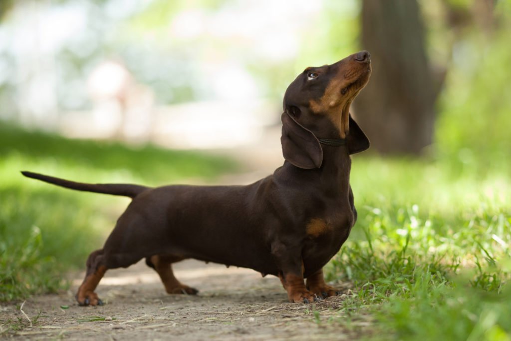 A miniature dachshund looking excited on a walk in the woods