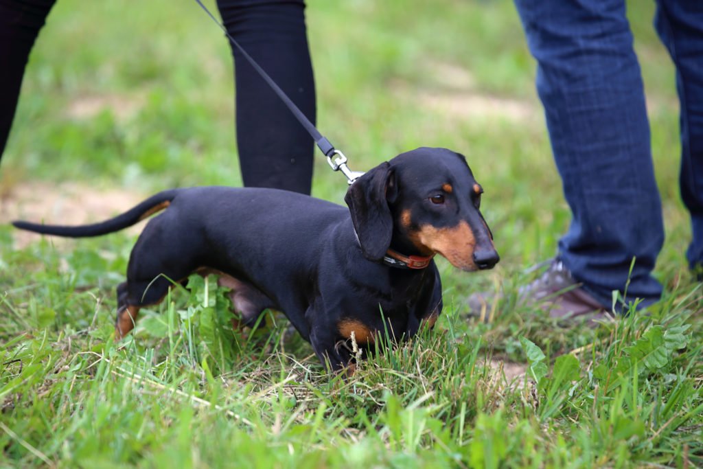 Dachshund out for a walk in the grass with a man and a woman