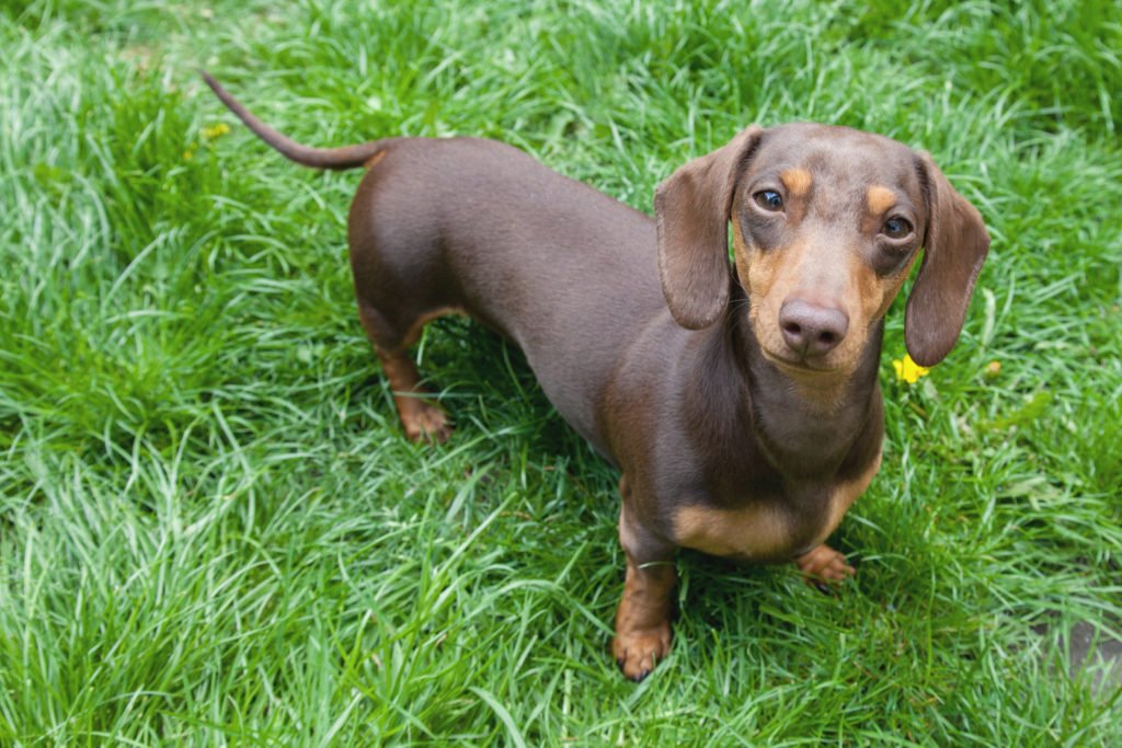 Can Dachshunds Live in Apartments? Dachshund in the garden sat on the grass