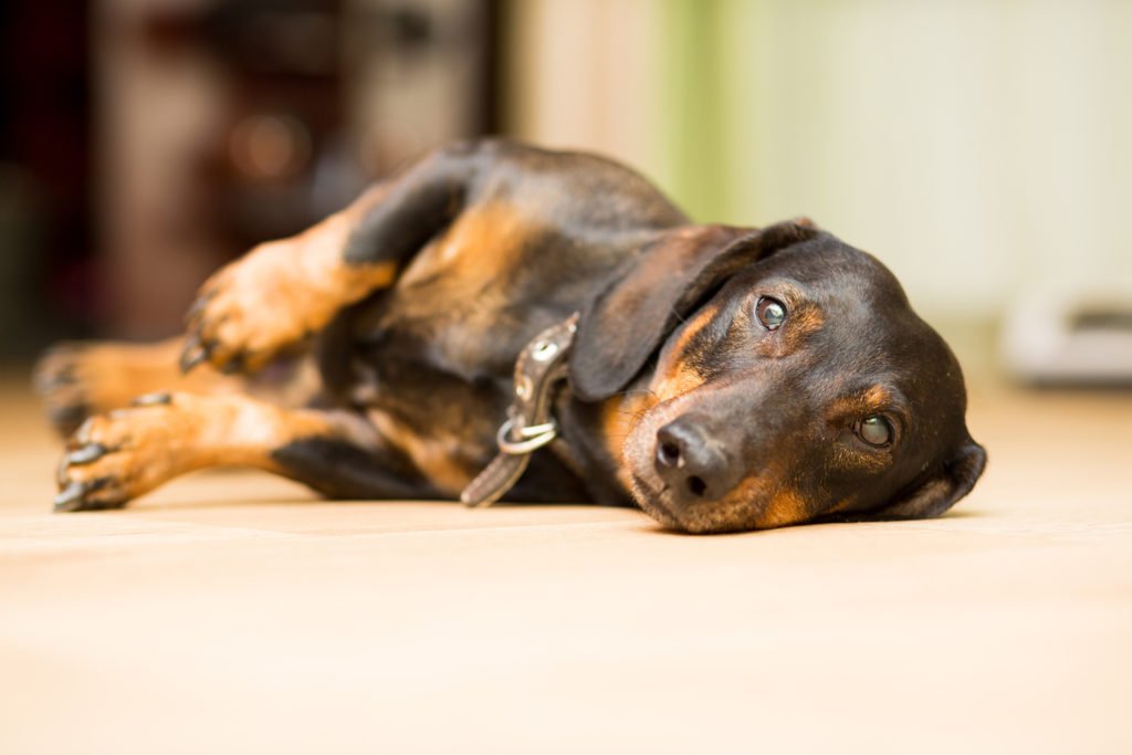 Dachshund with a bad back laying on his side on the floor