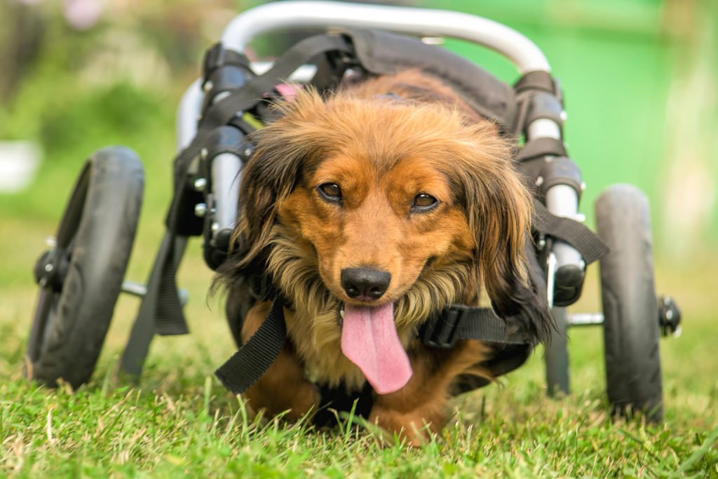 Dachshund with IVDD in a dog wheelchair mobility cart