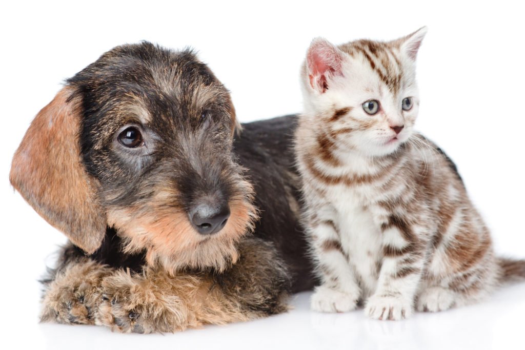 Can Dachshunds Live with Cats? Wire-haired dachshund sat next to kitten on white background
