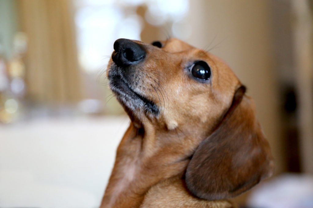 Close up of a dachshund looking upwards waiting for a treat