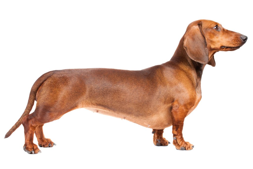 When Should My Dachshund be Neutered? Side view of a smooth-haired dachshund on a white background