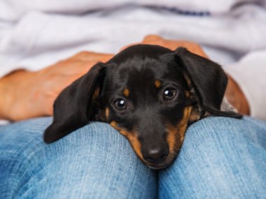 Loyal dachshund laying on a woman's lap