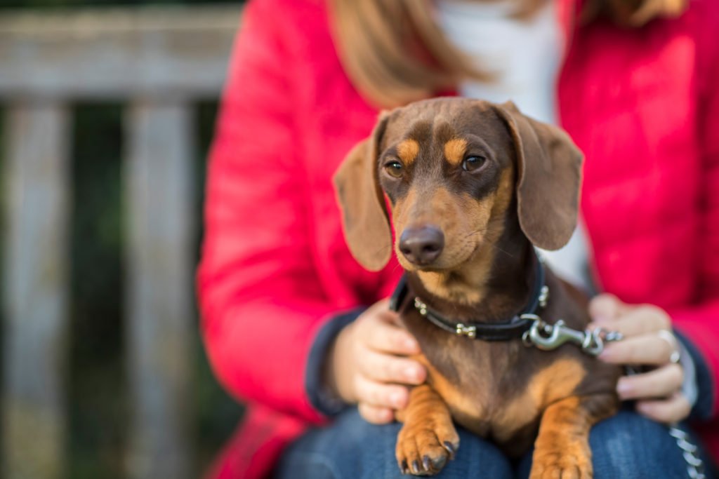 Are Dachshunds Loyal to One Person? Dachshund sitting on his owner's lap