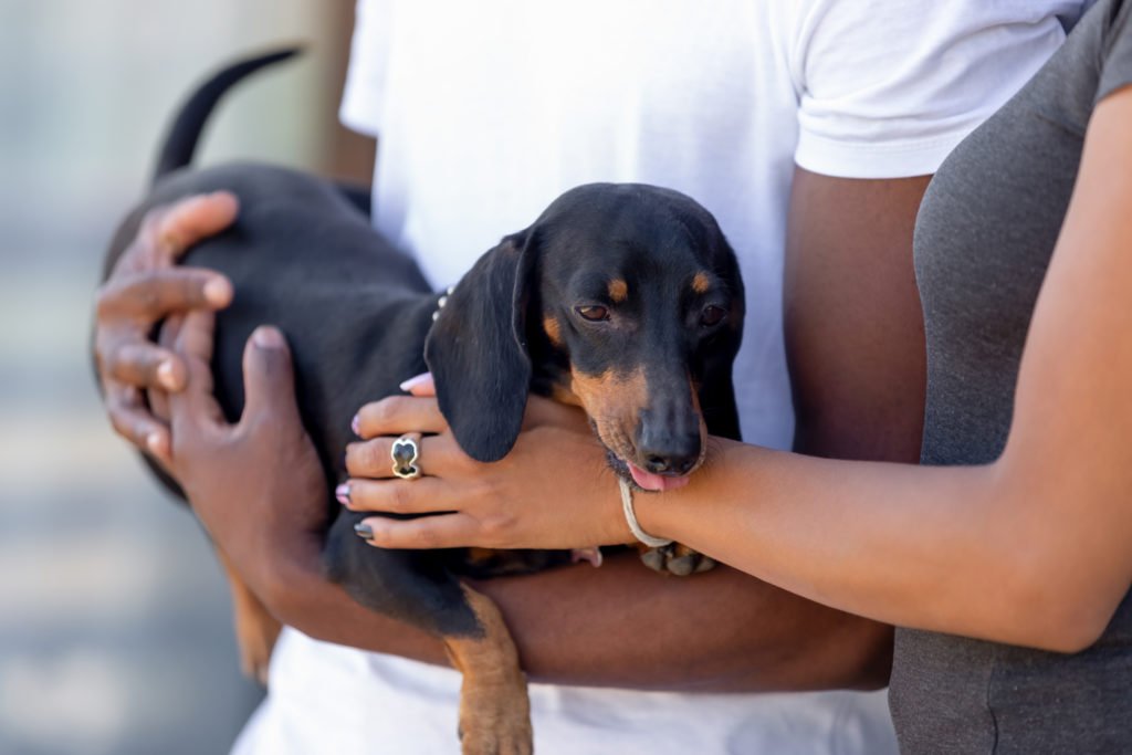 Can dachshunds bond with more than one person? Two owners holding their dachshund in their arms