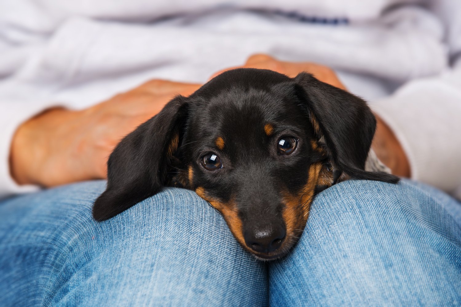 Are Dachshunds Loyal to One Person? - I Love Dachshunds