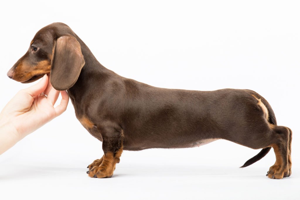 Is My Dachshund Miniature or Standard? Side view of a smooth-haired dachshund on a white background