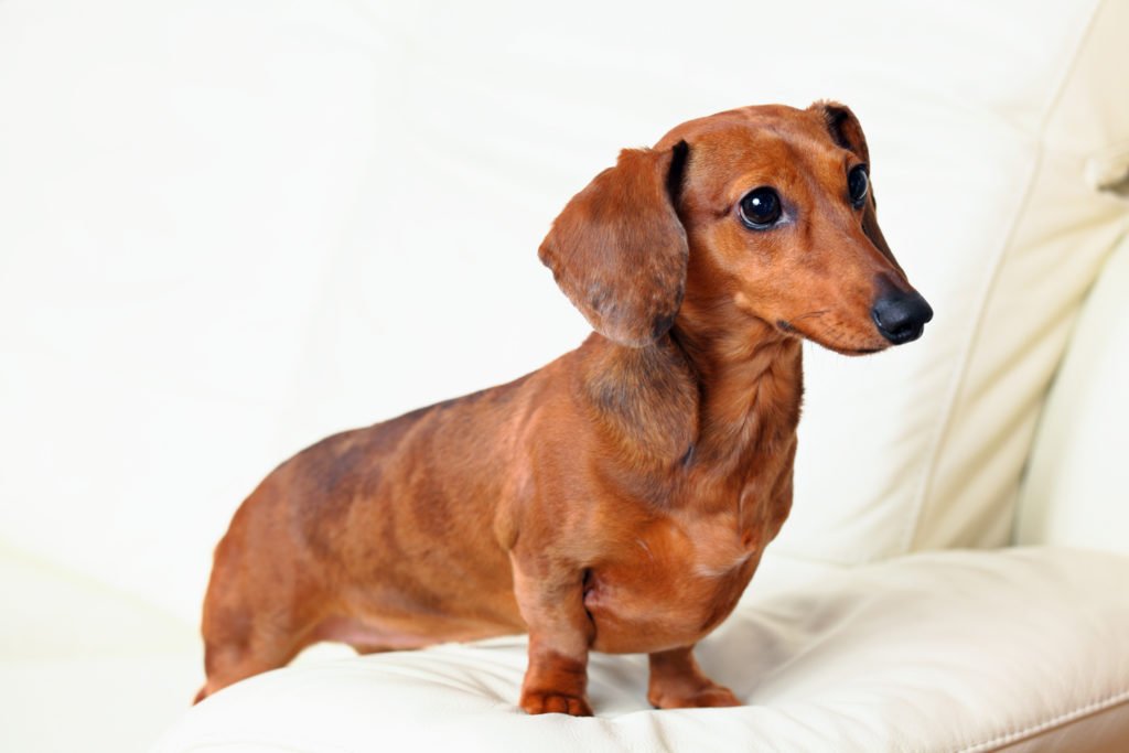 Anxious looking dachshund sat perched on the arm of a sofa