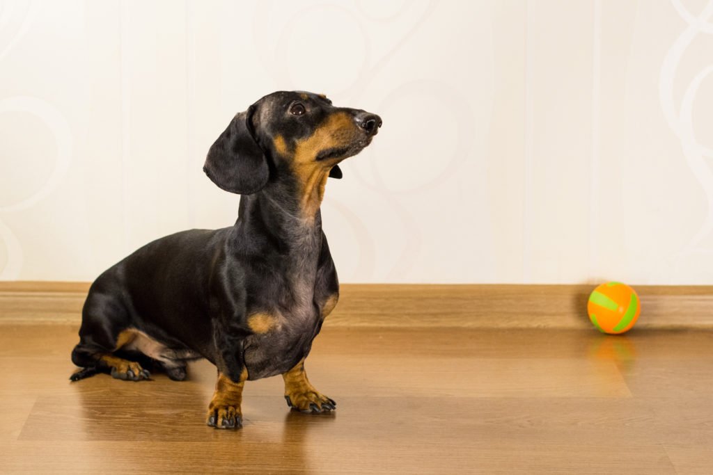 Can Dachshunds Live in Apartments? Dachshund sat on floor in apartment