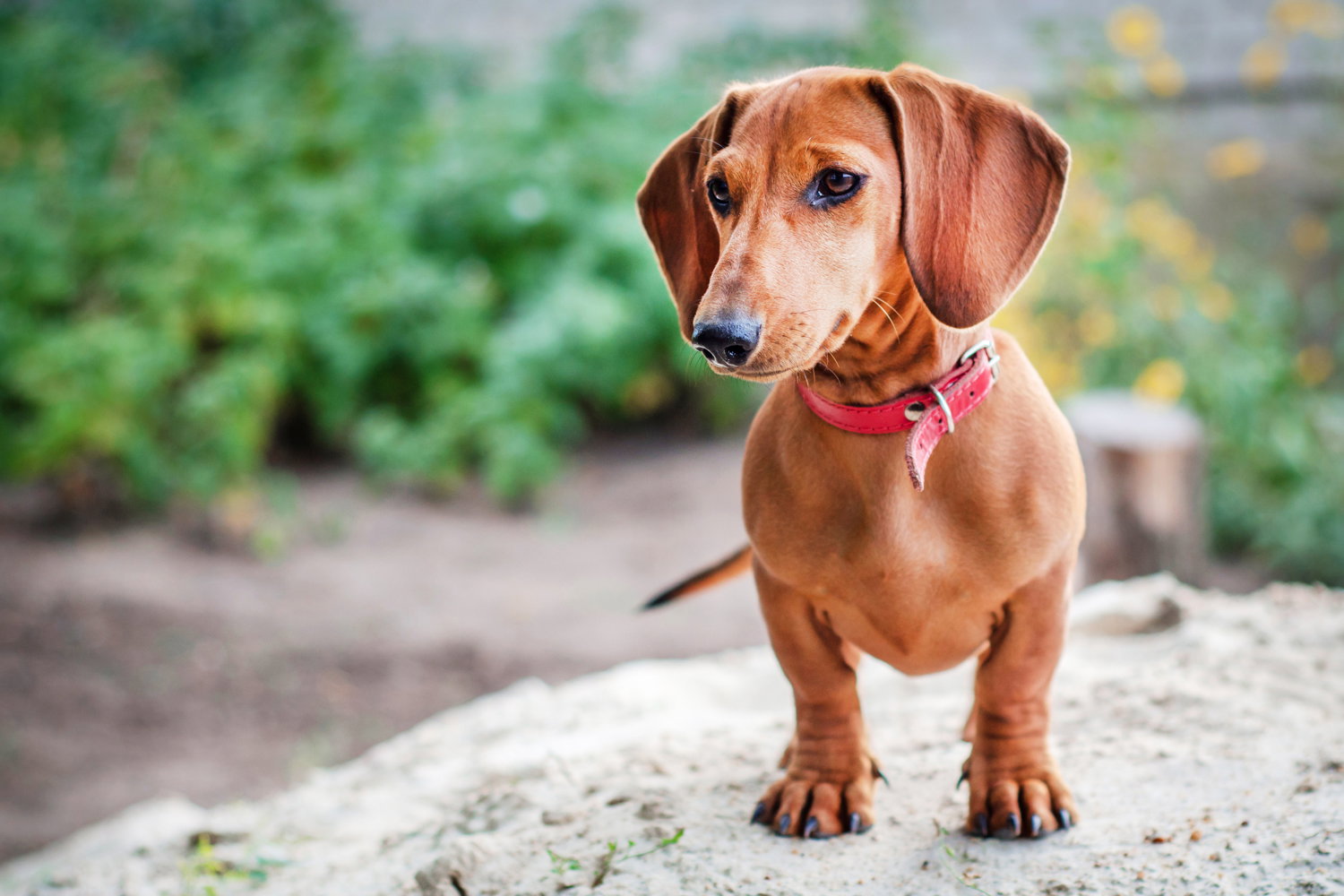 at what age is a miniature dachshund full grown