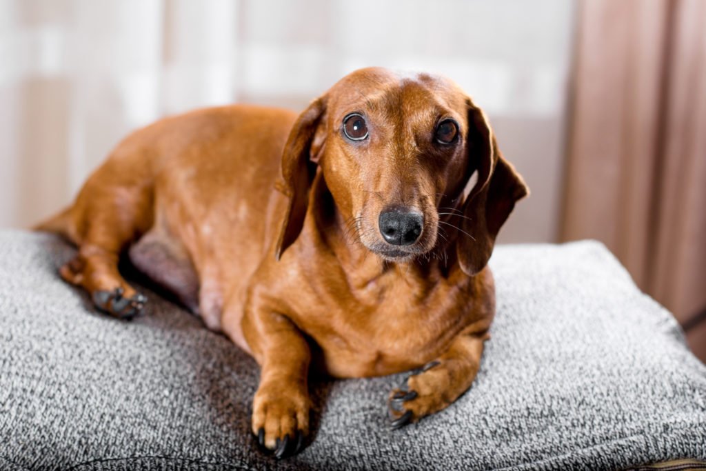Overweight dachshund laying on a cushion on the floor
