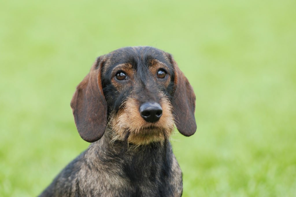 Do miniature dachshunds live longer than standard dachshunds? Older dachshund sitting on the grass