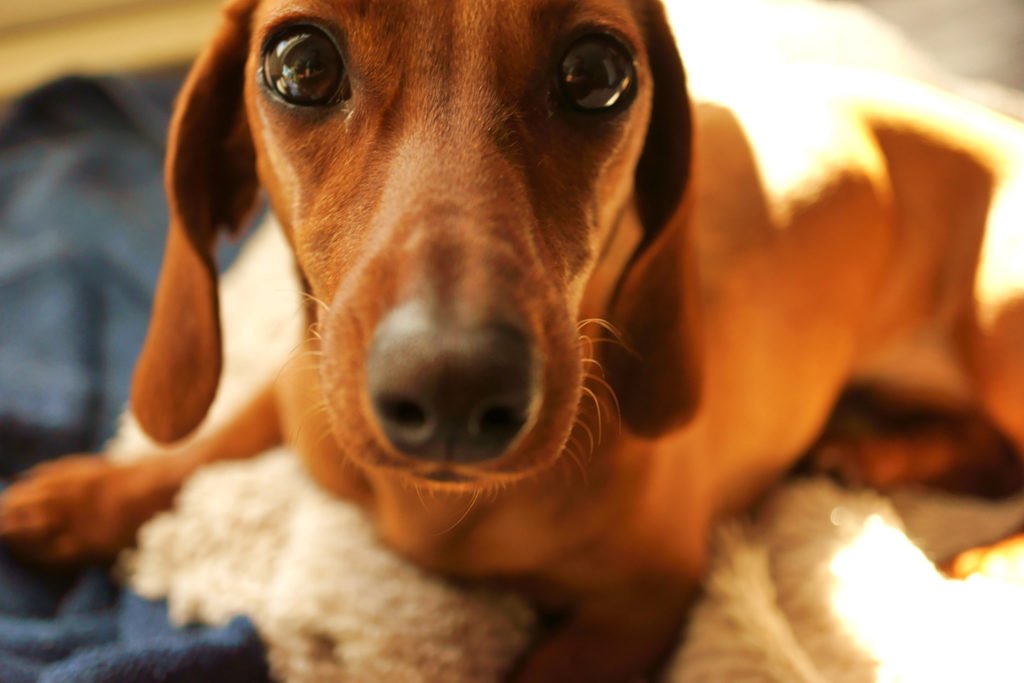 Close up of a dachshund looking sad with a painful back