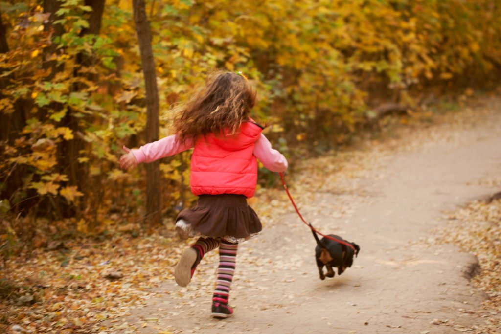 Are Dachshunds Friendly? Young child running with a dachshund when out on a walk