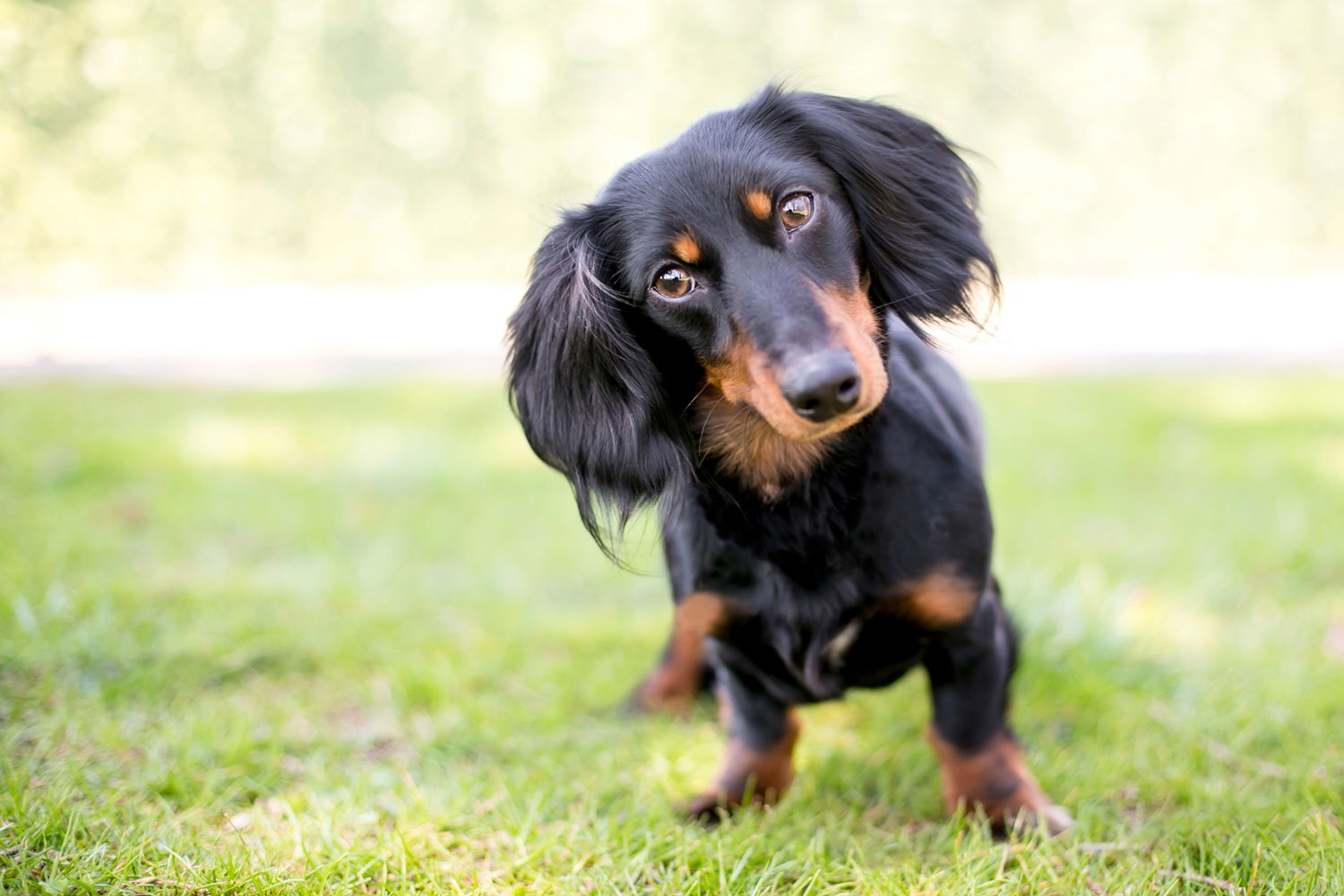 Why Is My Dachshund Eating Poop? I Love Dachshunds