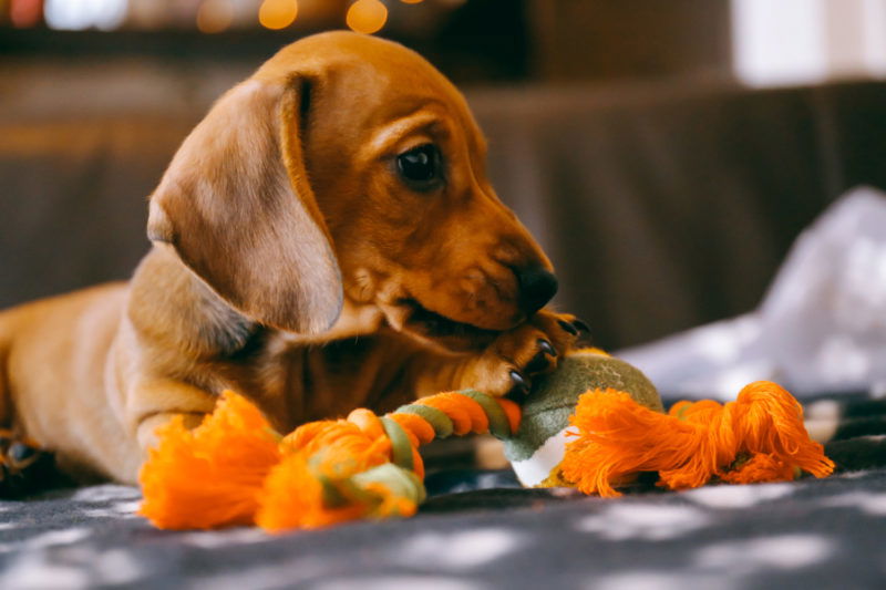 Are Dachshunds Easy to Train? - I Love Dachshunds