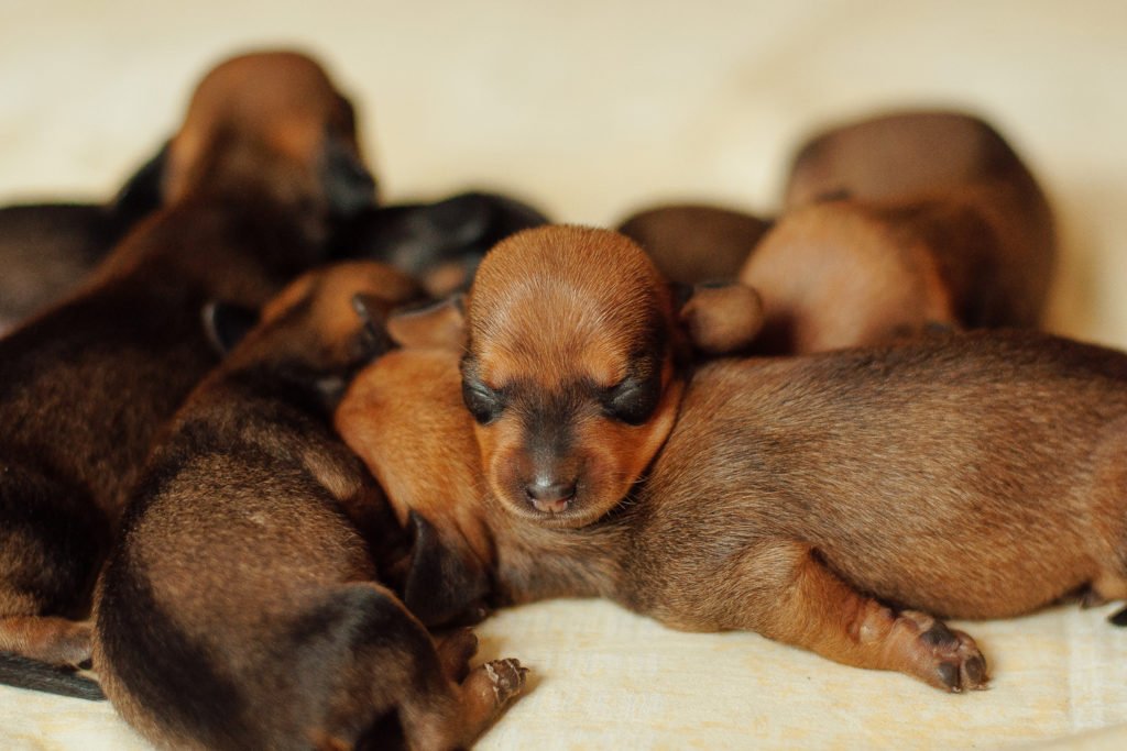 When Are Dachshunds Full Grown? Newborn dachshund puppies all sleeping on top of each other