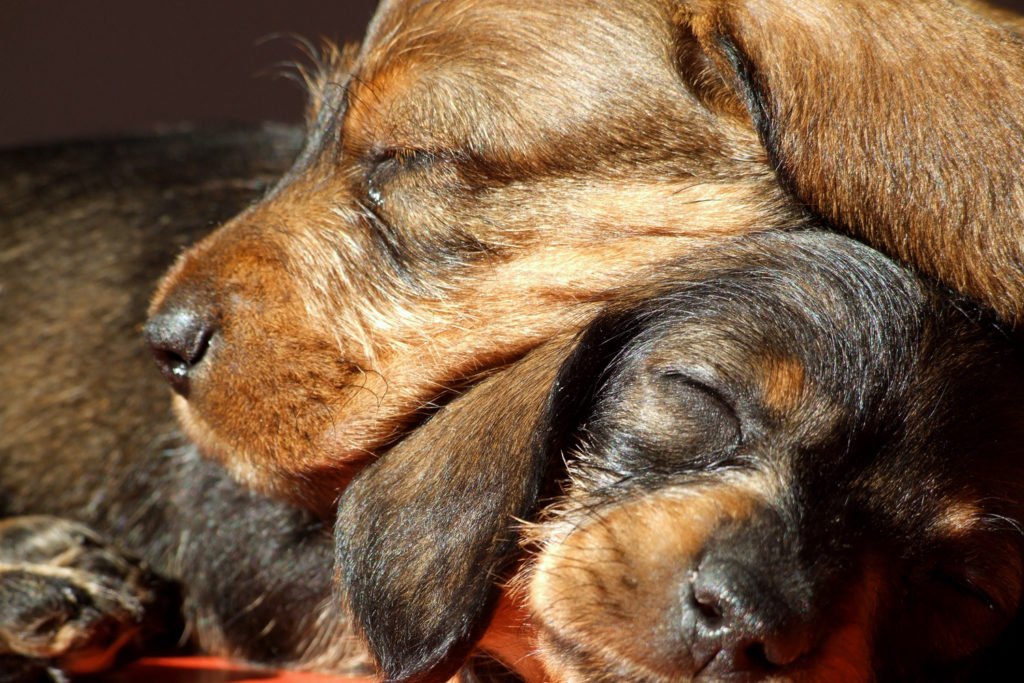 Two dachshund puppies sleeping on top of each other
