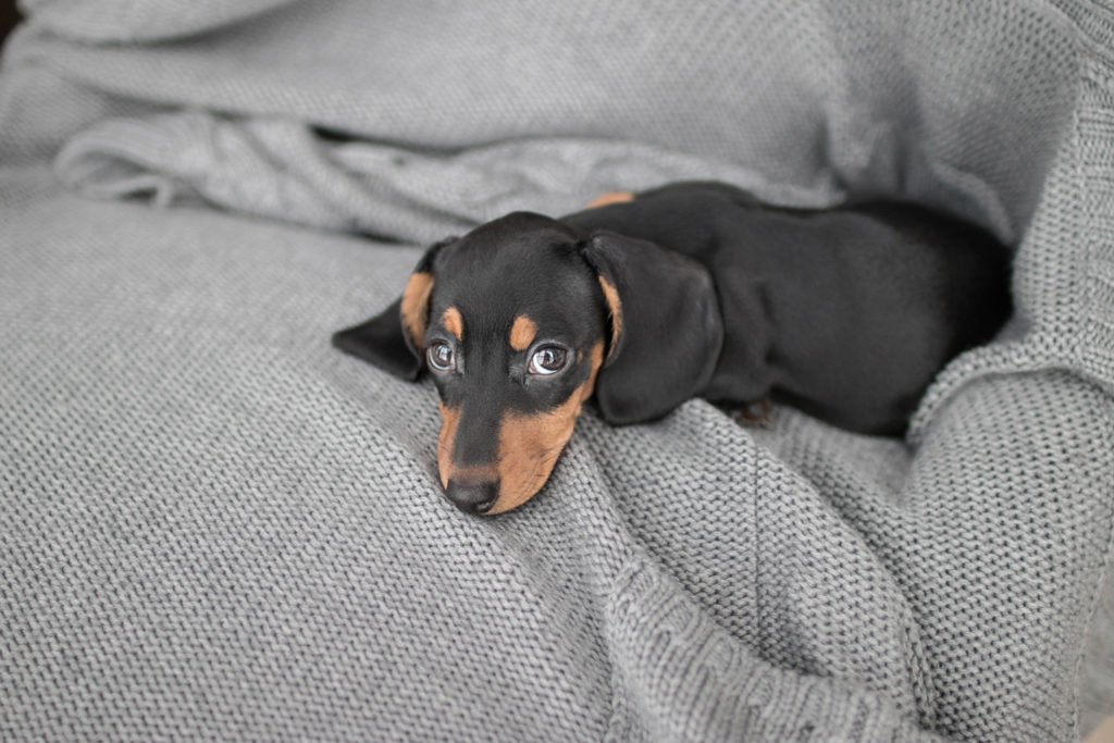 Can a dachshund puppy live in an apartment? Dachshund puppy laying on a grey blanket in an apartment