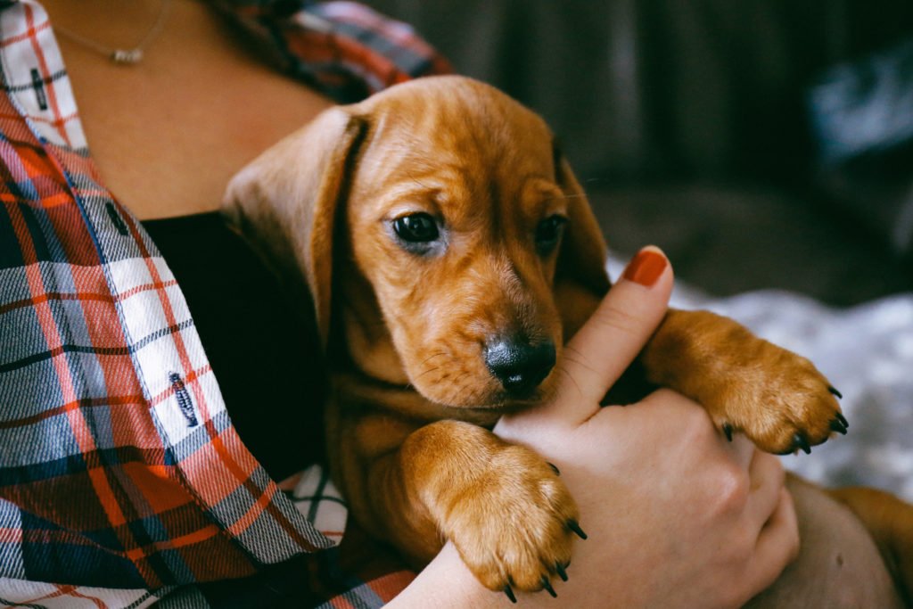 Anxious dachshund puppy being cuddled by owner