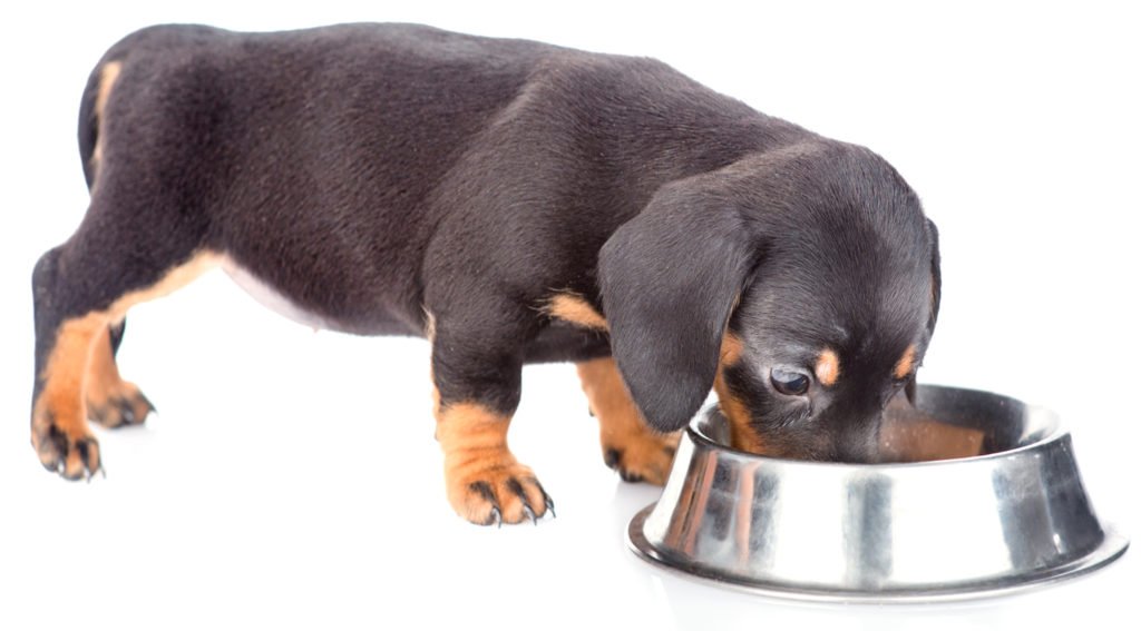 What Do Dachshunds Eat? Dachshund puppy eating food out of a bowl