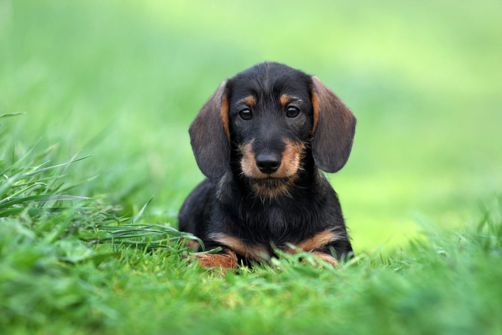 Dachshund puppy on the grass doing potty training