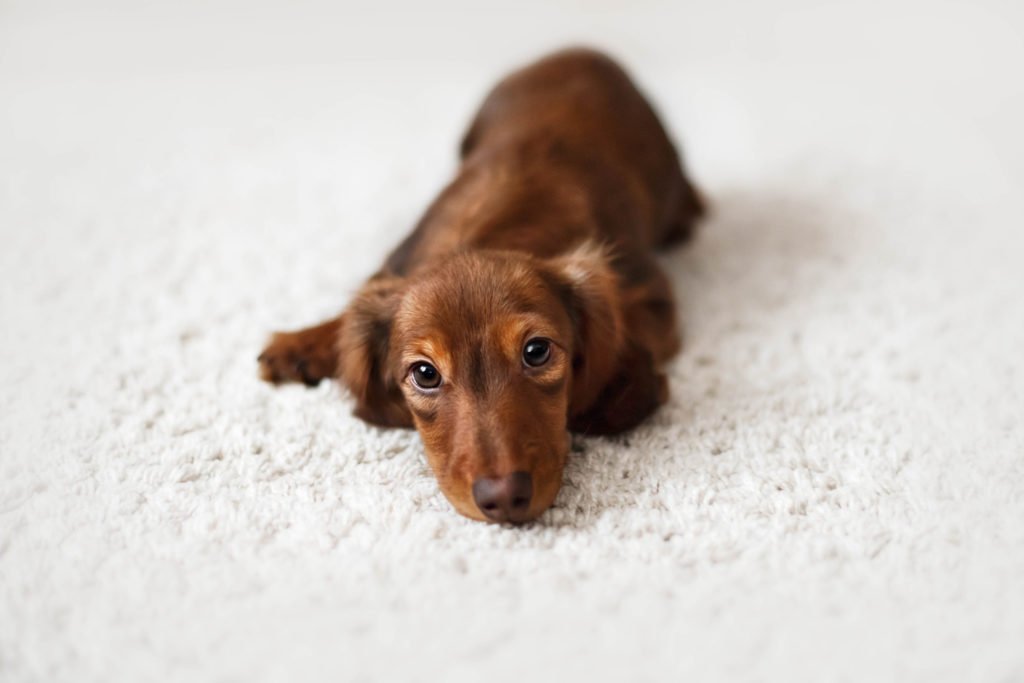 When Do Dachshunds Start Teething? Dachshund puppy laying on the floor on a white carpet