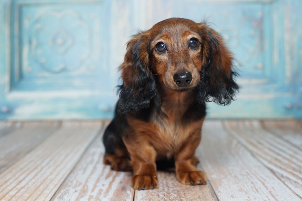 How Do You Potty Train a Dachshund? Dachshund puppy sat down looking like she needs the toilet