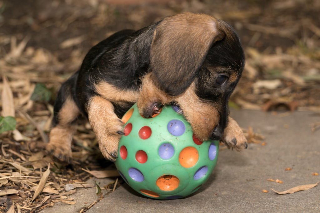 Small dachshund puppy outside in the garden chewing a big ball
