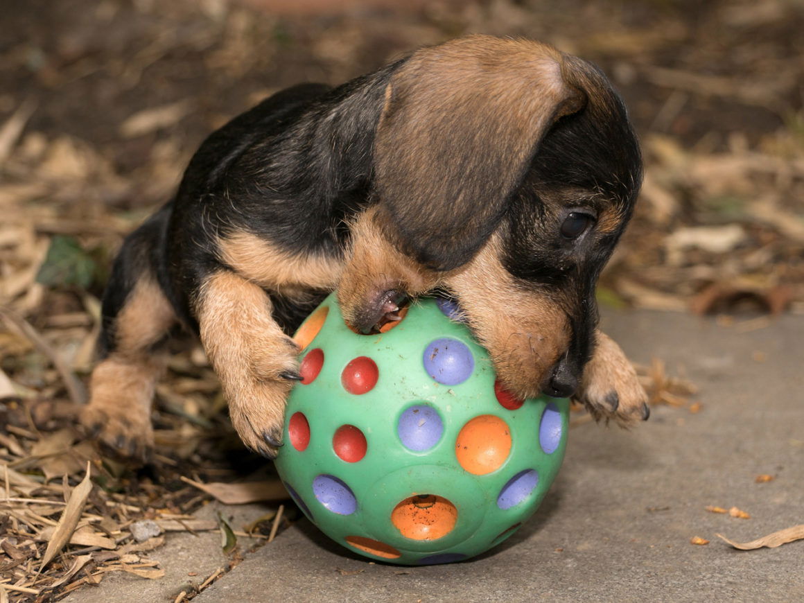 When Do Dachshunds Start Teething? - I Love Dachshunds