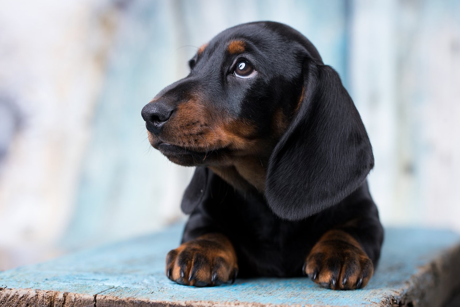 Are Dachshunds Easy to Train? I Love Dachshunds