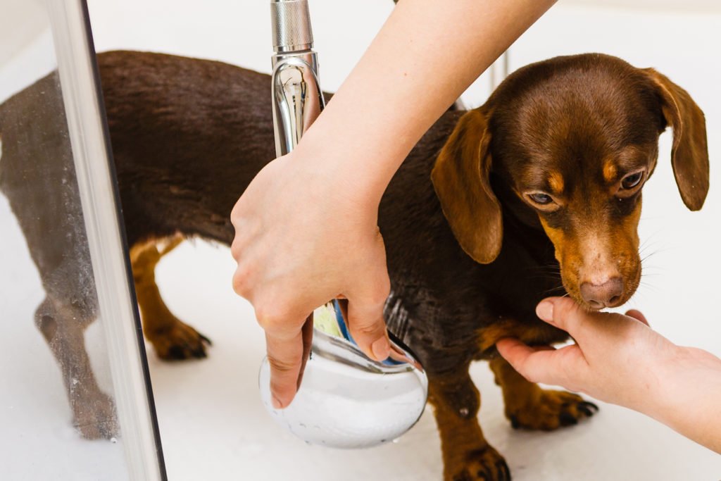Dachshund being bathed and shampoo rinsed with shower head