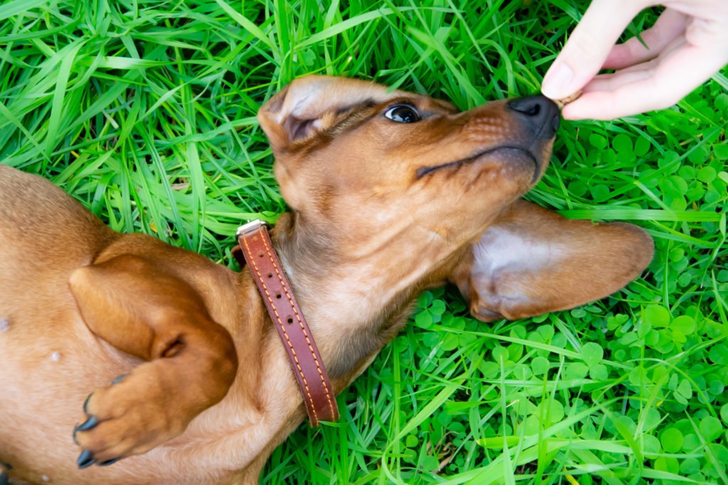 Why Do Dachshunds Roll in Poop? Dachshund rolling on his back in the grass with paws in the air