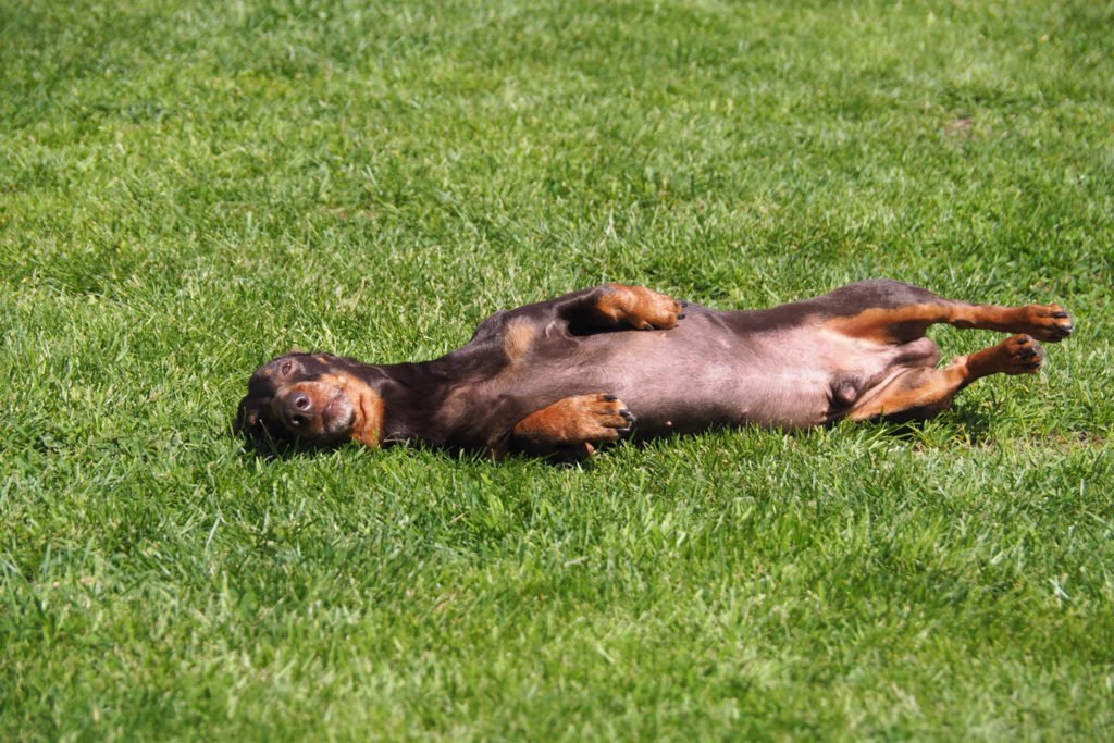 Why Do Dachshunds Roll in Poop? Dachshund rolling in poop on the grass