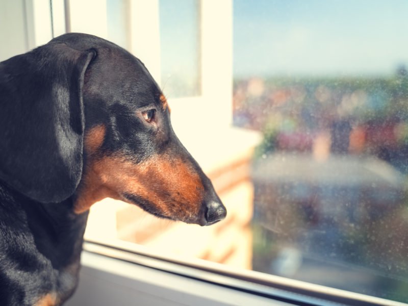 Dachshund with separation anxiety looking out of the window
