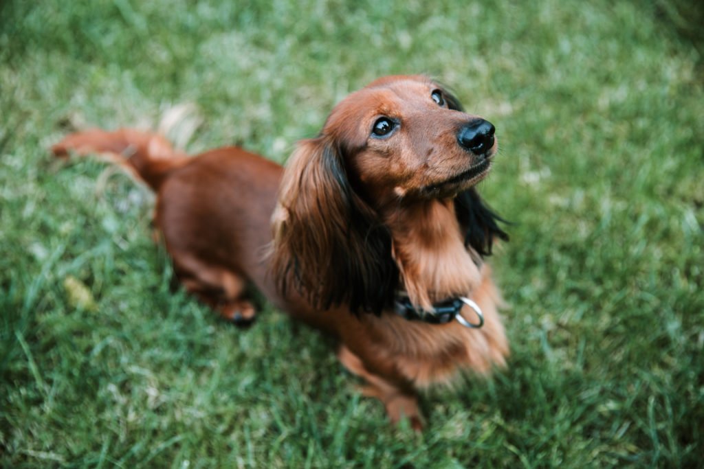 Why Do Dachshunds Bark All The Time? Dachshund sat on the grass looking upwards