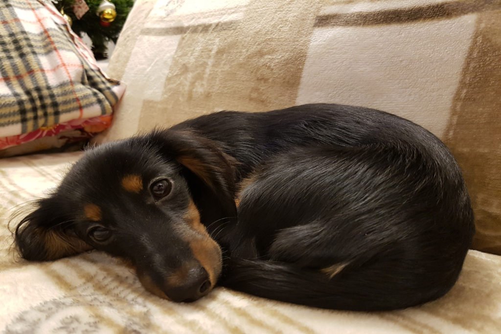 Dachshund curled up and sleeping on the sofa