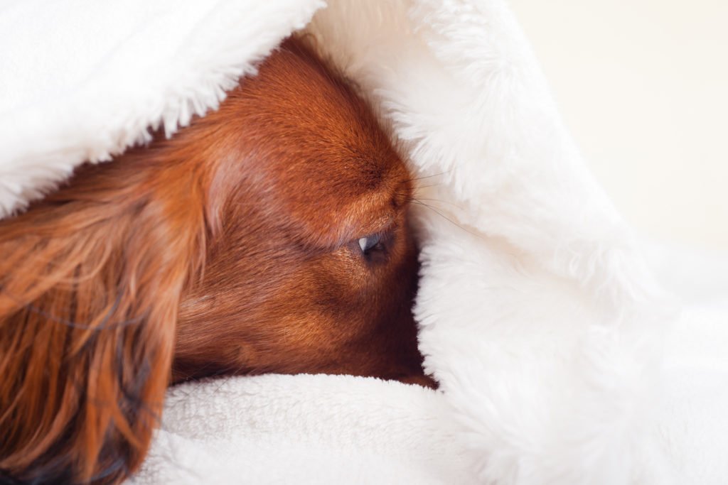 Why Do Dachshunds Go Under a Blanket? Dachshund sleeping under a blanket