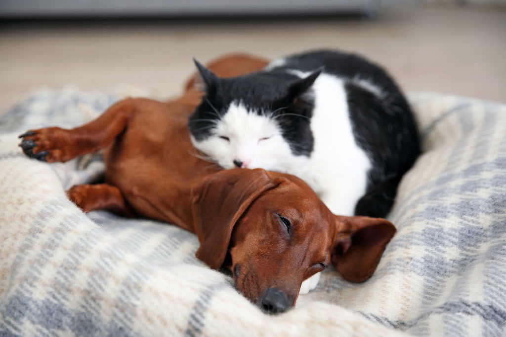 Can Dachshunds Live with Cats? Cat sleeping on top of a dachshund on a blanket