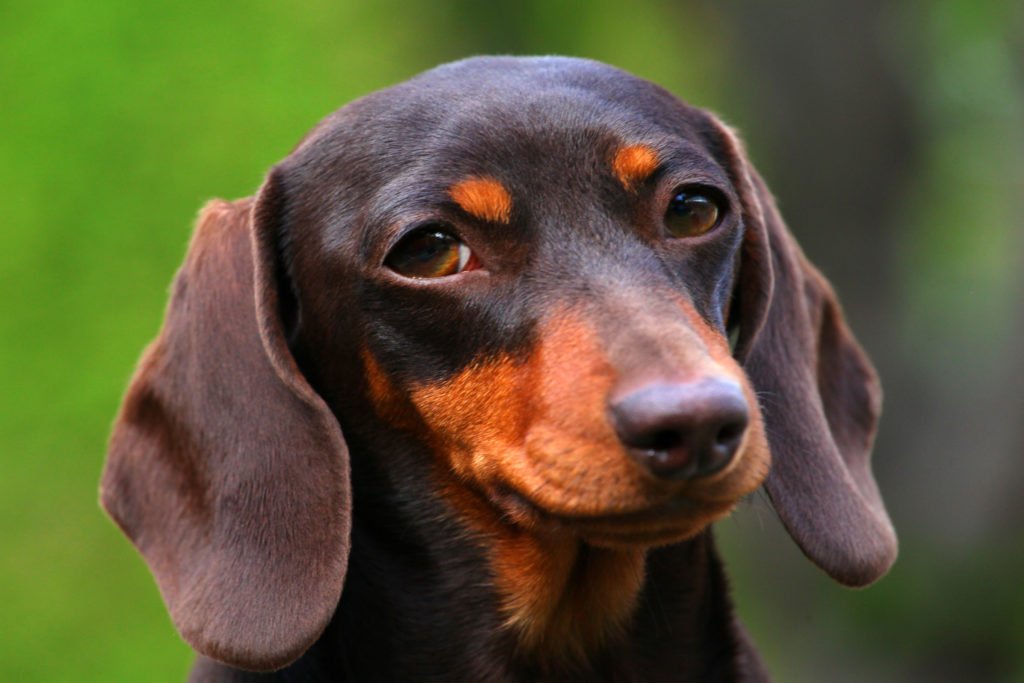 How do you care for your dachshund’s skin? Close up of a dachshund's head and skin