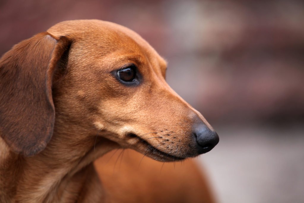 Are dachshunds prone to skin problems? Close up of dachshund's head and skin