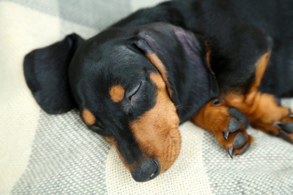 Do Dachshunds Shed? A dachshund sleeping on a cosy blanket